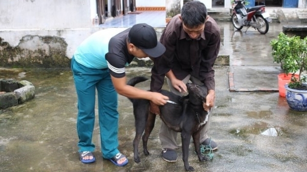 Hanoi to gradually eradicate rabies